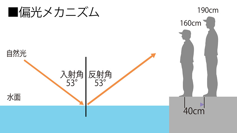 偏光メカニズム